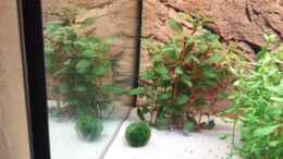 aquarium-von-christian-loesel-becken-28743_Rubinrote Ludwigie / Ludwigia repens RUBIN