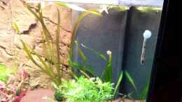 aquarium-von-christian-loesel-becken-28743_Vallisneria Gigantea