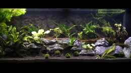 aquarium-von-mark-h--marks-rio240_Das neue Layout, seit 03.09.2024