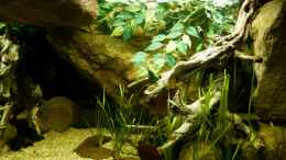 aquarium-von-marco-my-south-american-biotope_rechte Beckenseite 02.08.2014