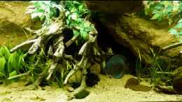 aquarium-von-marco-my-south-american-biotope_Beckenmitte 02.08.2014