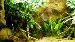 aquarium-von-marco-my-south-american-biotope_linke Beckenseite 02.08.2014