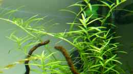 aquarium-von-martin-w--new-beginning---_Rotala sp. Green