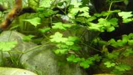 aquarium-von-martin-w--new-beginning---_Hydrocotyle cf. tripartita