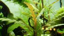 aquarium-von-martin-w--new-beginning---_Hygrophila pinnatifida