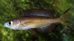 aquarium-von-alex-stark-tanganjikabecken---gross_Cyprichromis microlepidotus Kasai