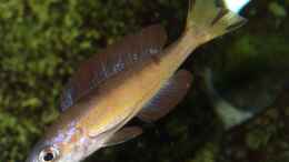 aquarium-von-alex-stark-tanganjikabecken---gross_Cyprichromis microlepidotus Kasai