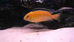 aquarium-von-beat-zureich-becken-2898_Labidochromis Careuleus spec Yelow