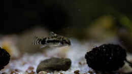 Foto mit corydoras habrosus - Schachbrett-Zwergpanzerwels