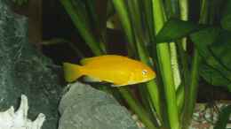 aquarium-von-stefan-matz-becken-2903_Labidochromis Yellow W