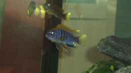 Foto mit Labidochromis Hongi Red Top M