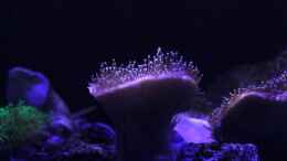 aquarium-von-die-perle----becken-29062_