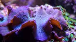 aquarium-von-die-perle----becken-29062_