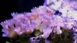 aquarium-von-die-perle----becken-29062_Turbinaria peltata