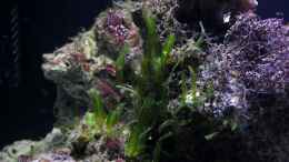 aquarium-von-die-perle----becken-29062_Caulerpa