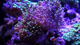 aquarium-von-die-perle----becken-29062_