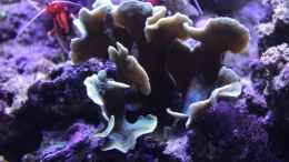 aquarium-von-die-perle----becken-29062_