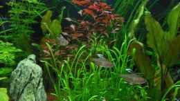 aquarium-von-bandito76-amazonas-dream_