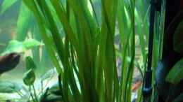 aquarium-von-robert-kolovrat-becken-2911_Vallisneria