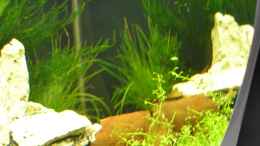 aquarium-von-jan-marc-enie-cube_Glossostigma elatinoides