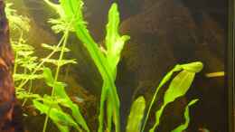 aquarium-von-jan-marc-128l-garnelenparadies_Echinodorus major