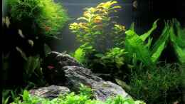 aquarium-von-na-dine-sera-cube-60_