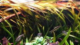 aquarium-von-dieter-aqualux-exklusiv-450-liter_Vallisneria - gigantea