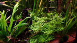 aquarium-von-dieter-aqualux-exklusiv-450-liter_Indischer Wasserwedel - Hygrophila difformis