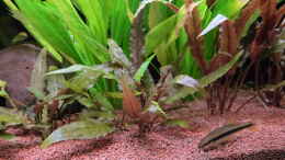 aquarium-von-dieter-aqualux-exklusiv-450-liter_Wasserkelch - Cryptocoryne wendtii