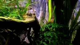 aquarium-von-snooze-over-the-rainbow--nur-noch-als-beispiel_VALLiSNERIA spiralis Striped - Gestreifte Vallisnerie