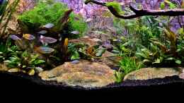 aquarium-von-snooze-over-the-rainbow--nur-noch-als-beispiel_