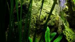 aquarium-von-snooze-over-the-rainbow--nur-noch-als-beispiel_VALLiSNERIA spiralis Striped - Gestreifte Vallisnerie