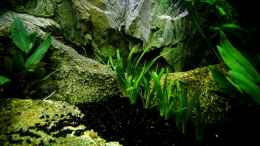 aquarium-von-snooze-over-the-rainbow--nur-noch-als-beispiel_SAGITTARIA subalata (natans) Zwergpfeilkraut