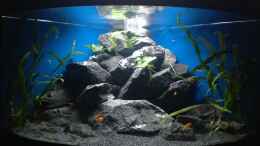 aquarium-von-bodenseechris-malawi-corner_Gesamtansicht 6.2.14