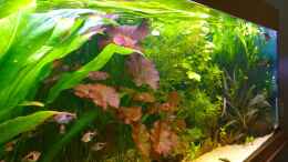 aquarium-von-hans-walter-bandt-becken-29347_