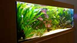 aquarium-von-hans-walter-bandt-becken-29347_Ansicht am 16.11.2014