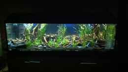 aquarium-von-john-wayne-l-46-rio-xingu_