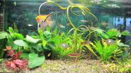 aquarium-von-aquatom-aq-200_Aquarium Hauptansicht von AQ 200