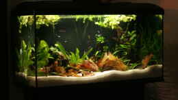 aquarium-von-tadeus72-becken-29774_