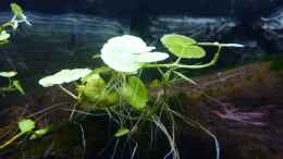 aquarium-von-bassman-south-amerika-from-south-tyrol_Hydrocotyle leucocephala (brasilianischer Wassernabel)