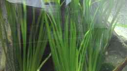 aquarium-von-patrick-scheffer-the-killi-mansion_Vallisneria spiralis