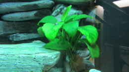 aquarium-von-mbuna-mbuna-place_Anubias barteri XL