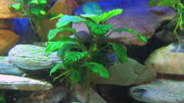 aquarium-von-mbuna-mbuna-place_Anubias barteri coffeefolia