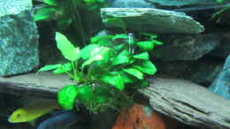 aquarium-von-mbuna-mbuna-place_Anubias barteri nana