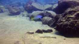 aquarium-von-florian-bandhauer-lake-malawi-cichlids_