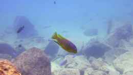 aquarium-von-florian-bandhauer-lake-malawi-cichlids_