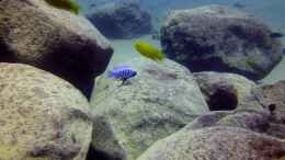 aquarium-von-florian-bandhauer-lake-malawi-cichlids_