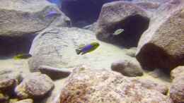 aquarium-von-florian-bandhauer-lake-malawi-cichlids_