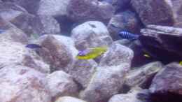 aquarium-von-florian-bandhauer-lake-malawi-cichlids_