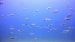 aquarium-von-florian-bandhauer-lake-malawi-cichlids_